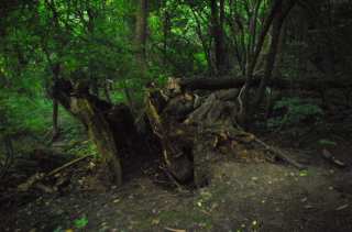 S01_0550.NEF