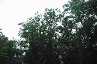 S01_0557.NEF