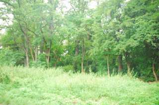 S01_0562.NEF