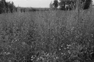 S01_0747.NEF