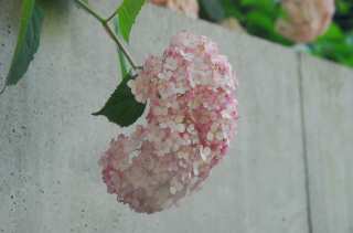 S01_0925.NEF