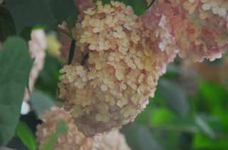 S01_0928.NEF