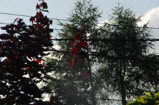 S01_0939.NEF