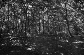 S01_0975.NEF