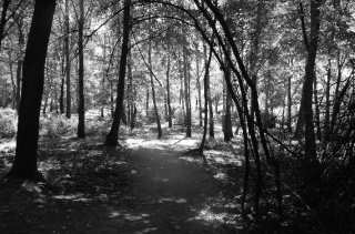 S01_0977.NEF