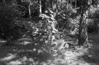 S01_0993.NEF