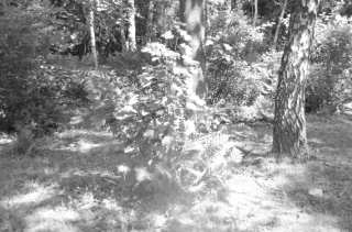 S01_0994.NEF