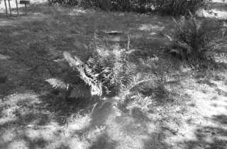 S01_0995.NEF