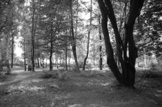 S01_1004.NEF
