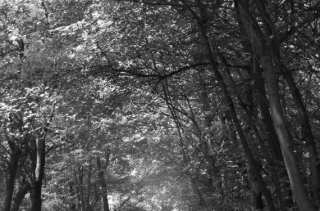 S01_1006.NEF