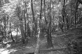 S01_1028.NEF