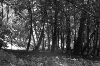 S01_1032.NEF