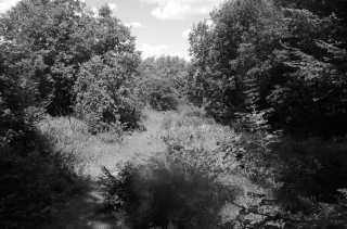 S01_1033.NEF