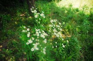 S01_1051.NEF