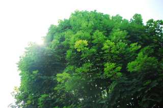 S01_1052.NEF