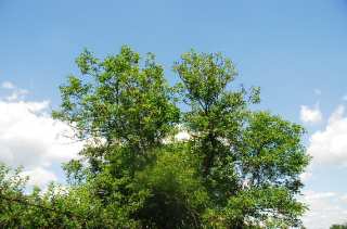 S01_1053.NEF